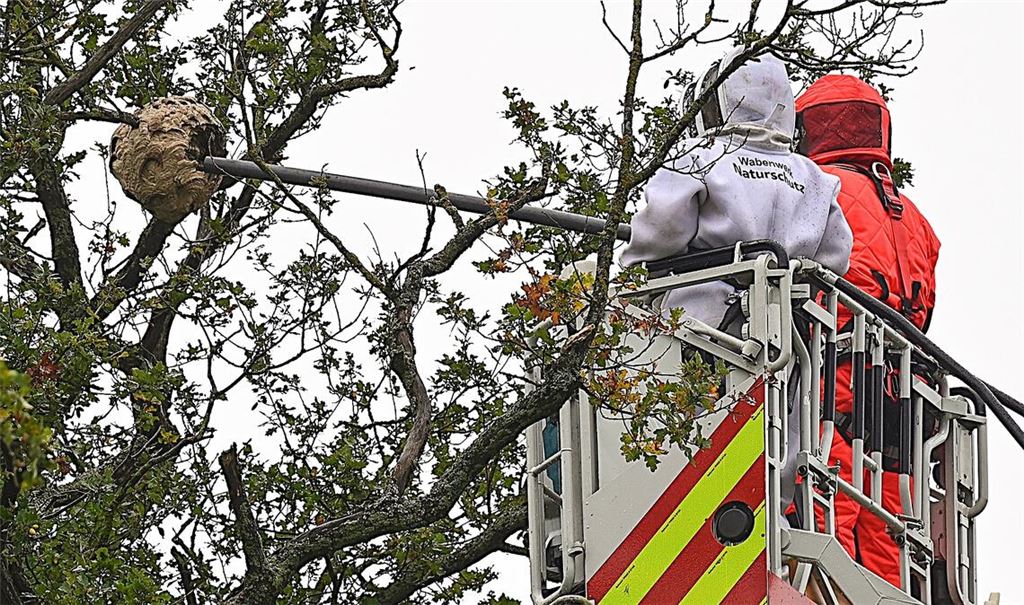 Einsatz gegen die „Asiatische Hornisse“ im September im Heidenwäldle. Foto: Archiv