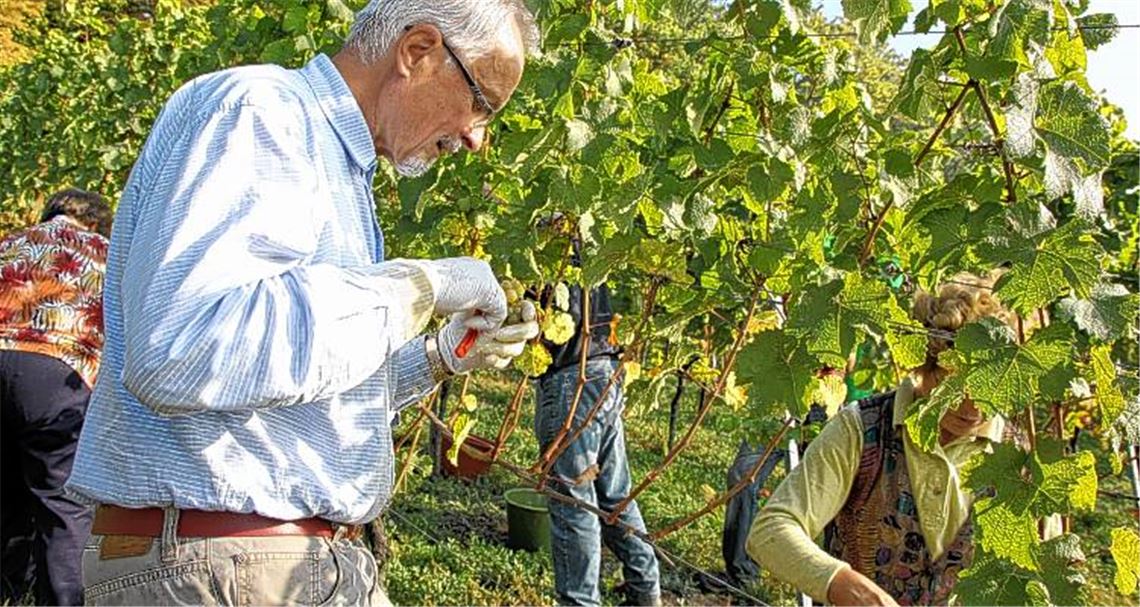 Einsatz im Weinberg: In der Endphase der Lese packen freiwillige Helfer mit an.