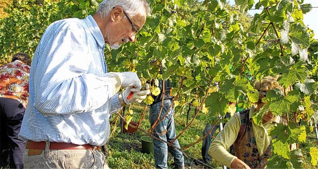 Einsatz im Weinberg: In der Endphase der Lese packen freiwillige Helfer mit an.
