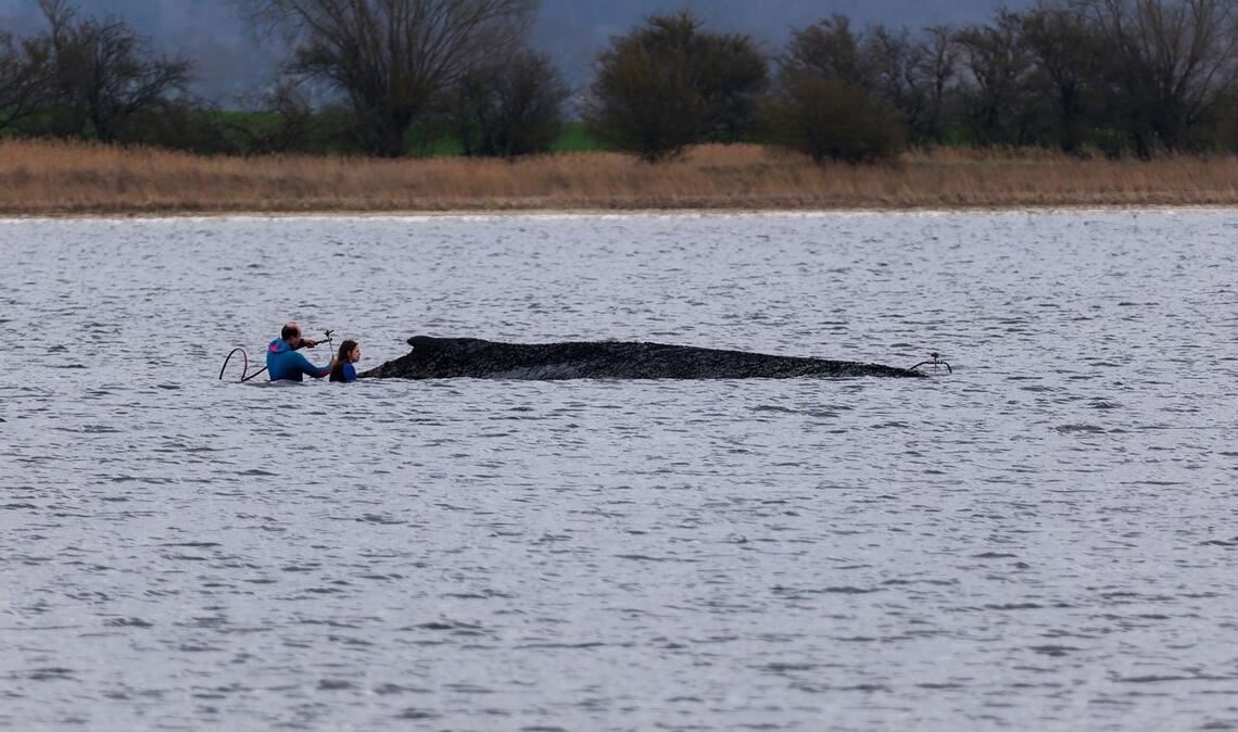 Einsatzkräfte der Feuerwehr benetzen den Rücken des Wals, der aus dem Wasser ragt.