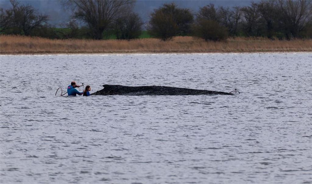 Einsatzkräfte der Feuerwehr benetzen den Rücken des Wals, der aus dem Wasser ragt.