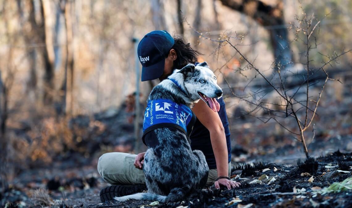Einst galt er als Problemhund - dann fand der energiegeladene Bear seine Lebensaufgabe in den australischen Wäldern. (Archivbild)