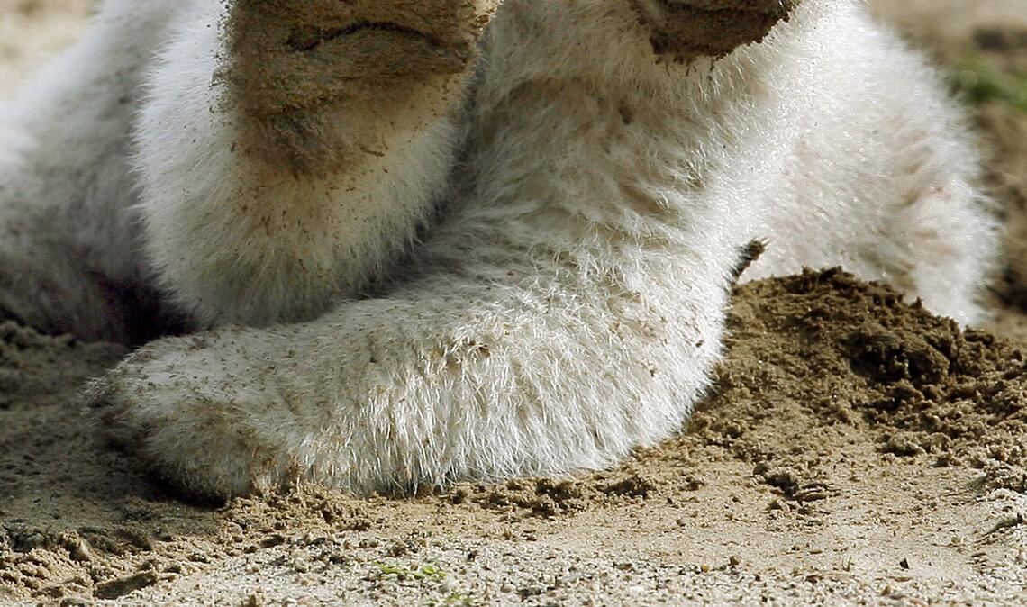 Eisbär-Baby Knut grüßt 2007 mit erhobener Tatze.