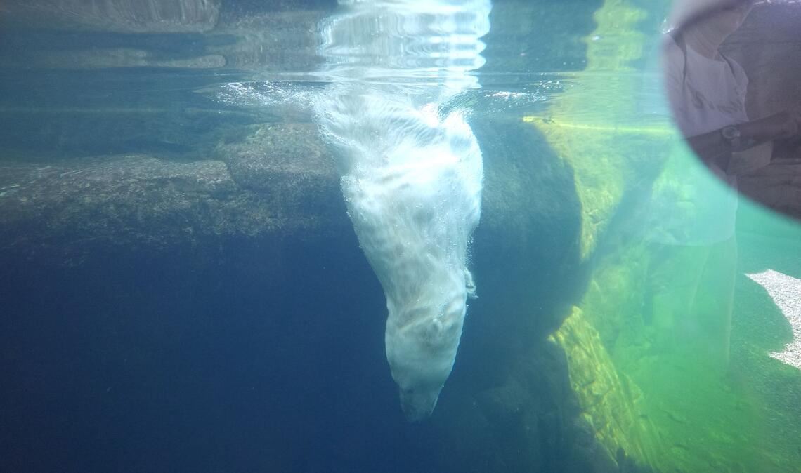 Eisbärin Victoria taucht ins Eismeer im Tierpark Hagenbeck.