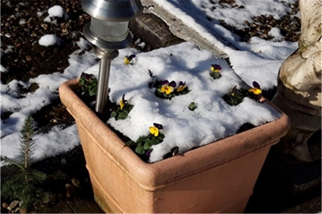 Eisgekühlte Schönheiten. Foto: Joachim Schweikert
