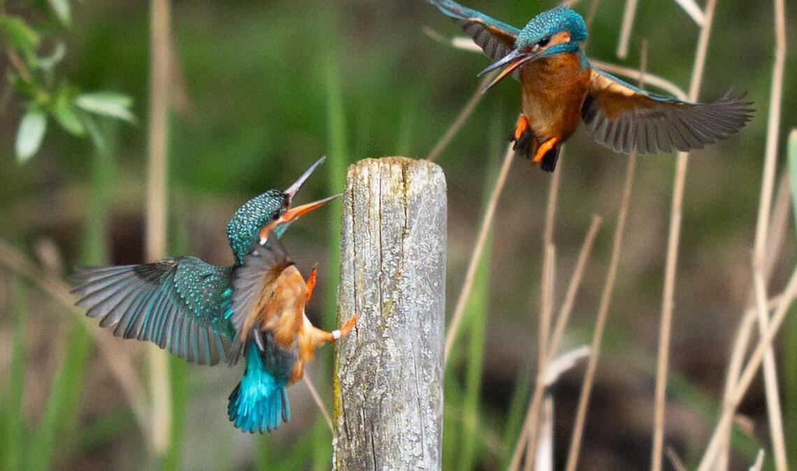 Eisvögel im Flug in der Nähe von Broxbourne in Großbritannien.