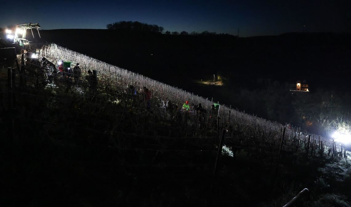 Eisweinlese startet: Helfer ernten gefrorene Silvaner-Trauben in Retzstadt