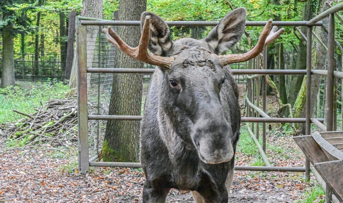 Bilder des Tages Elch Erwin steht nach seinem tagelangen Ausflug in den Schwarzwald im Wildpark Pforzheim