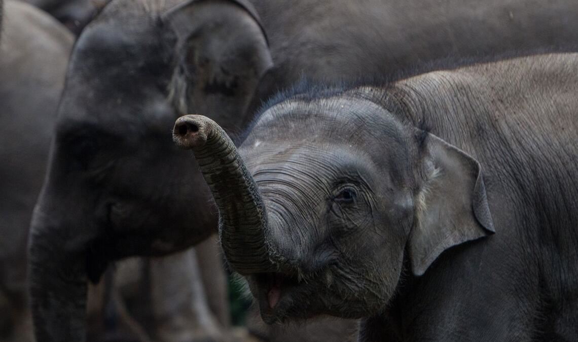 Elefanten im Wohngebiet (Symbolbild)