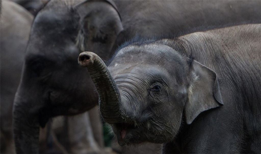 Elefanten im Wohngebiet (Symbolbild)