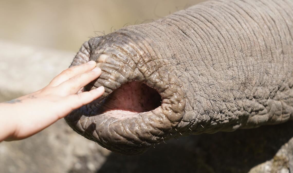 Elefanten zupfen trotz grober Statur präzise Blätter, sie schöpfen Wasser und können winzige Futterstücke ebenso aufheben wie Baumstämme.