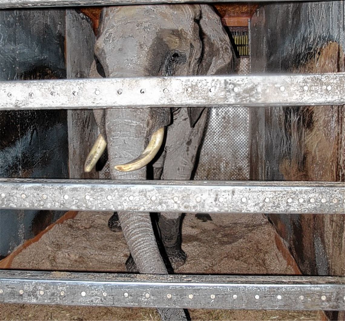 Elefantendame wird als Einzeltier gehalten. Fotos: PETA