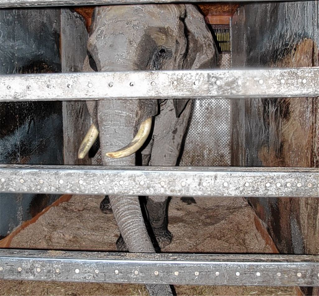 Elefantendame wird als Einzeltier gehalten. Fotos: PETA