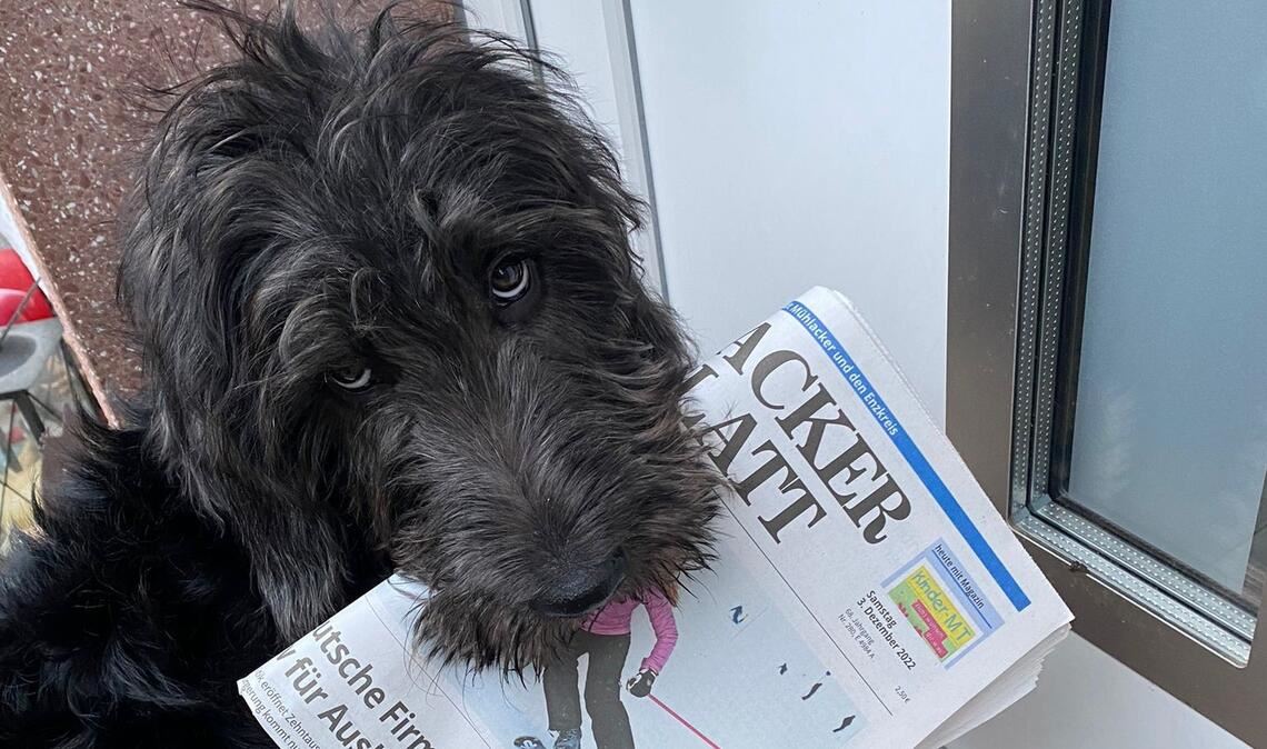 Elmo als Zeitungsbote. In diesem Moment ahnt er noch nicht, dass er nun selbst in der Zeitung ist. Foto: Familie Göbl