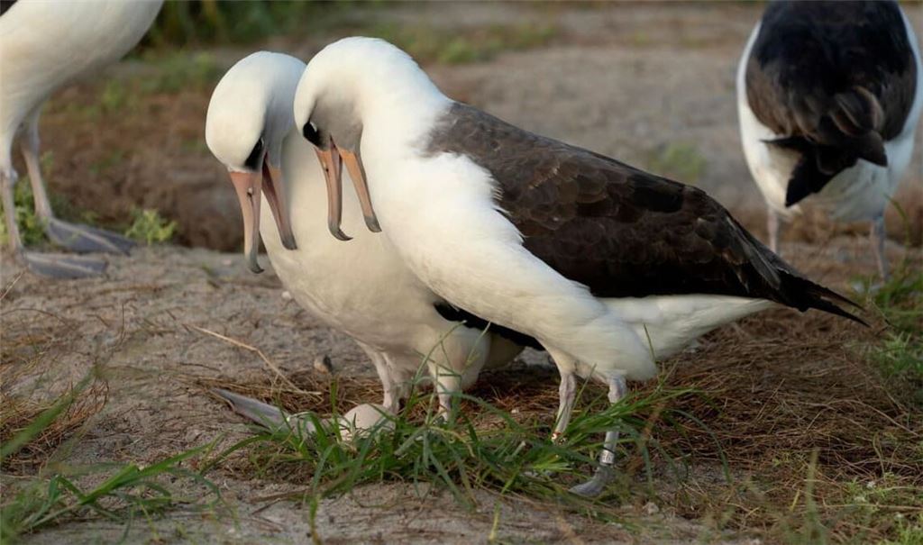 Ende des Jahres 2025 brüteten mehr Laysan-Albatrosse als üblich. Das könnte mit El Niño zusammenhängen.