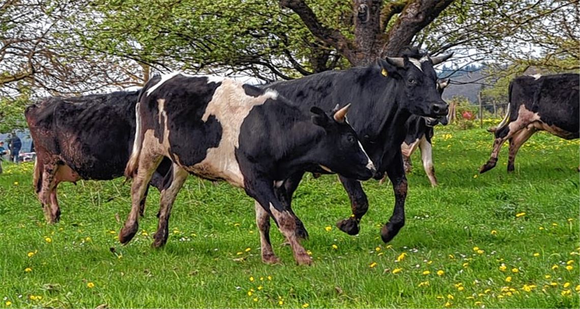Die Kühe sind los