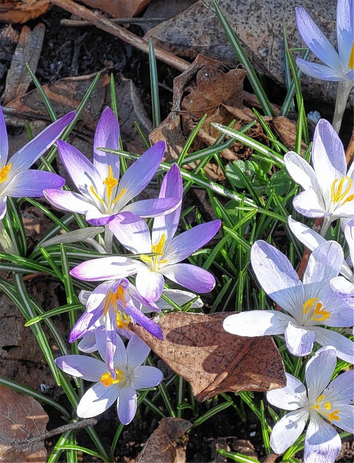 Frühlingsgefühle Frühlingsgefühle