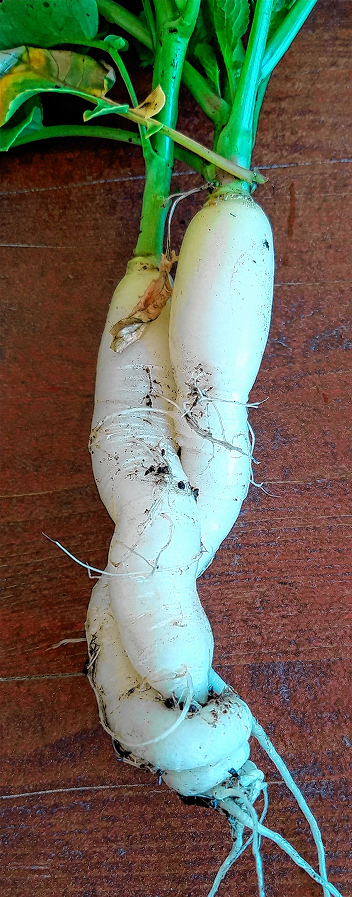 Eng umschlungen.Joachim Schweikert