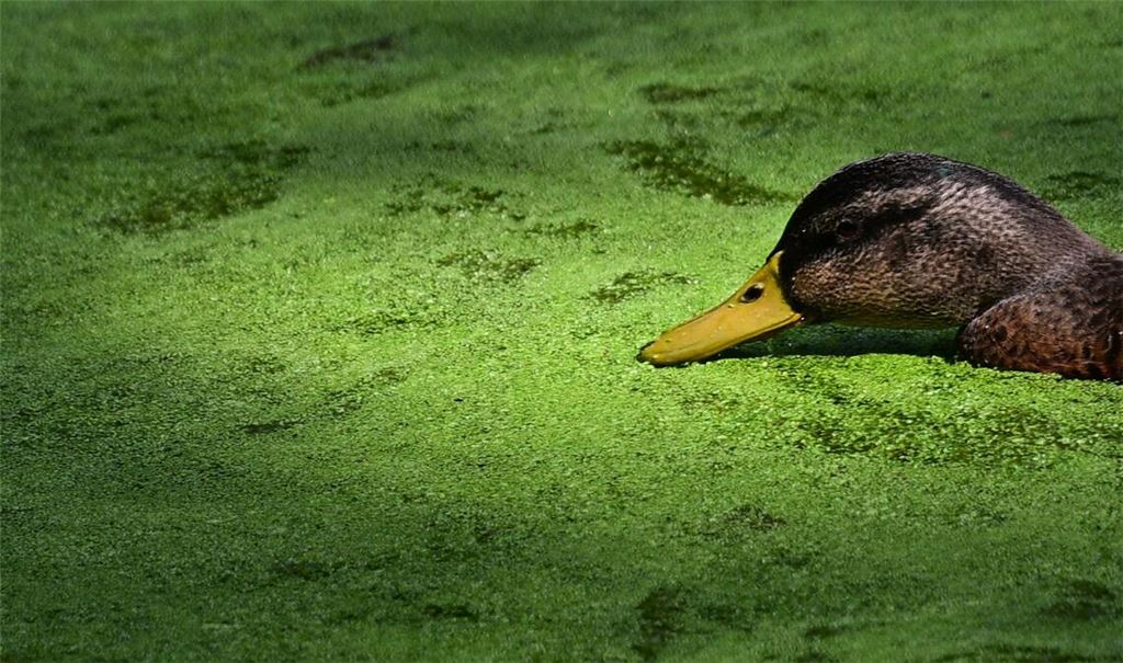 Entengrütze im Großen Tiergarten in Berlin.