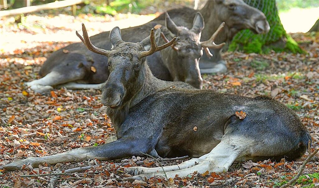 Entspannt: Elchbulle „Lord Fynn“, der jüngst durch seinen Aufenthalt im Ortenaukreis für Furore gesorgt hat, ruht sich in der alten, neuen Heimat aus. Fotos: Schüller, Deeg