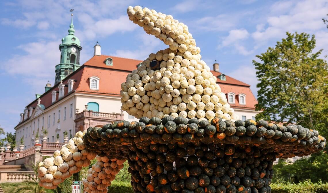Kürbisfest in Sachsen lockt mit vier Meter hohen Skulpturen Entstanden sind bis zu vier Meter hohe Figuren.