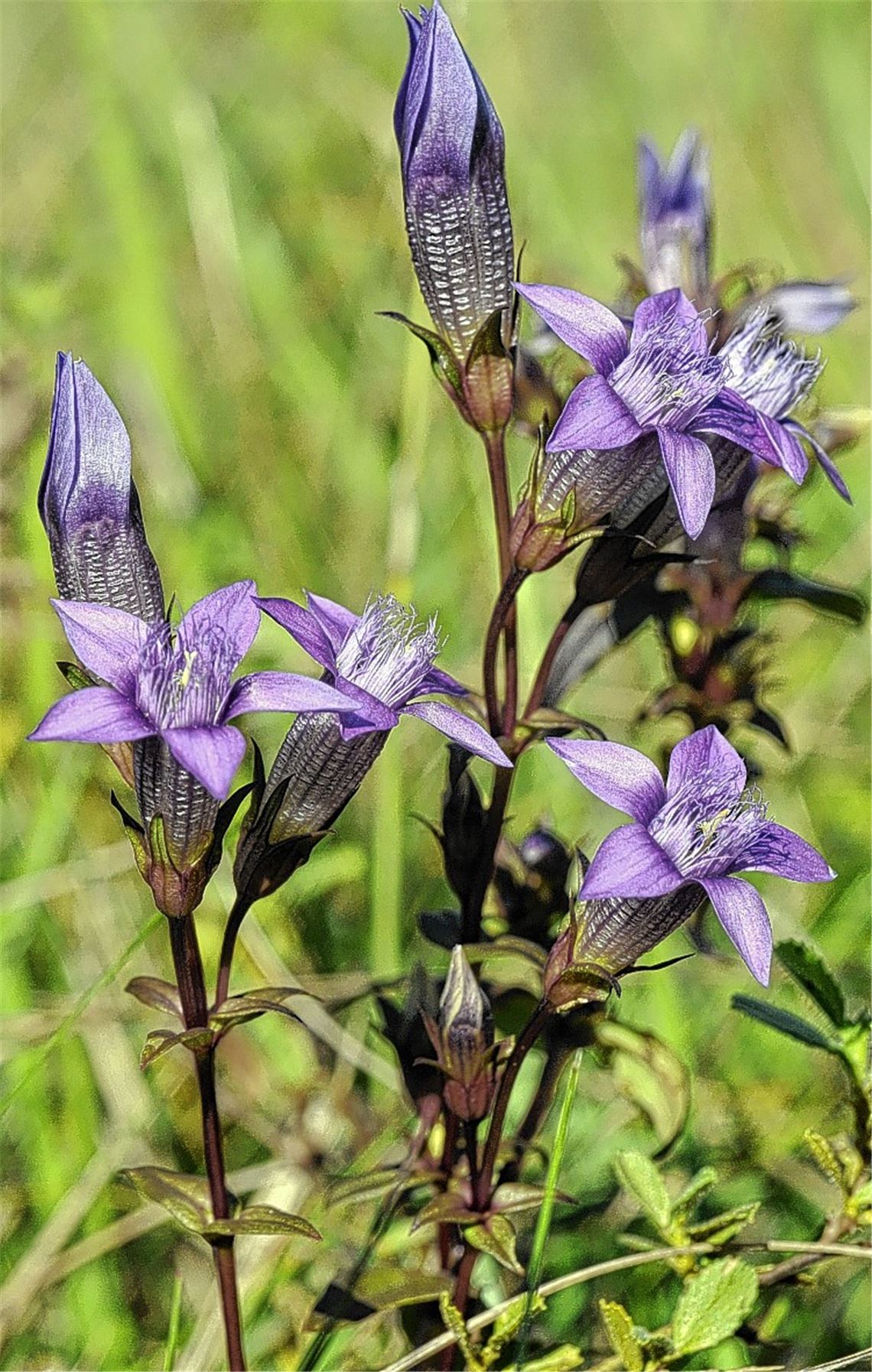 Enzian liebt nährstoffarme Böden. Foto: Lechner