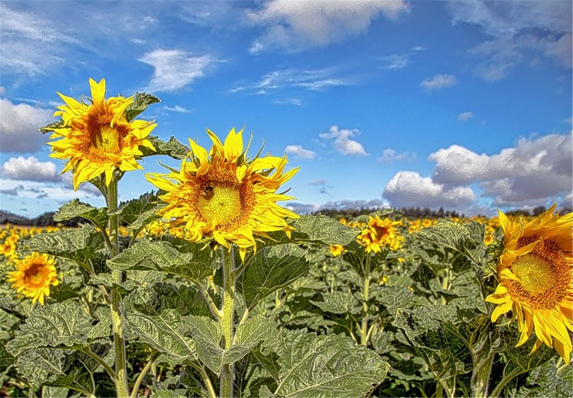 Leserfotos schmücken Kalender