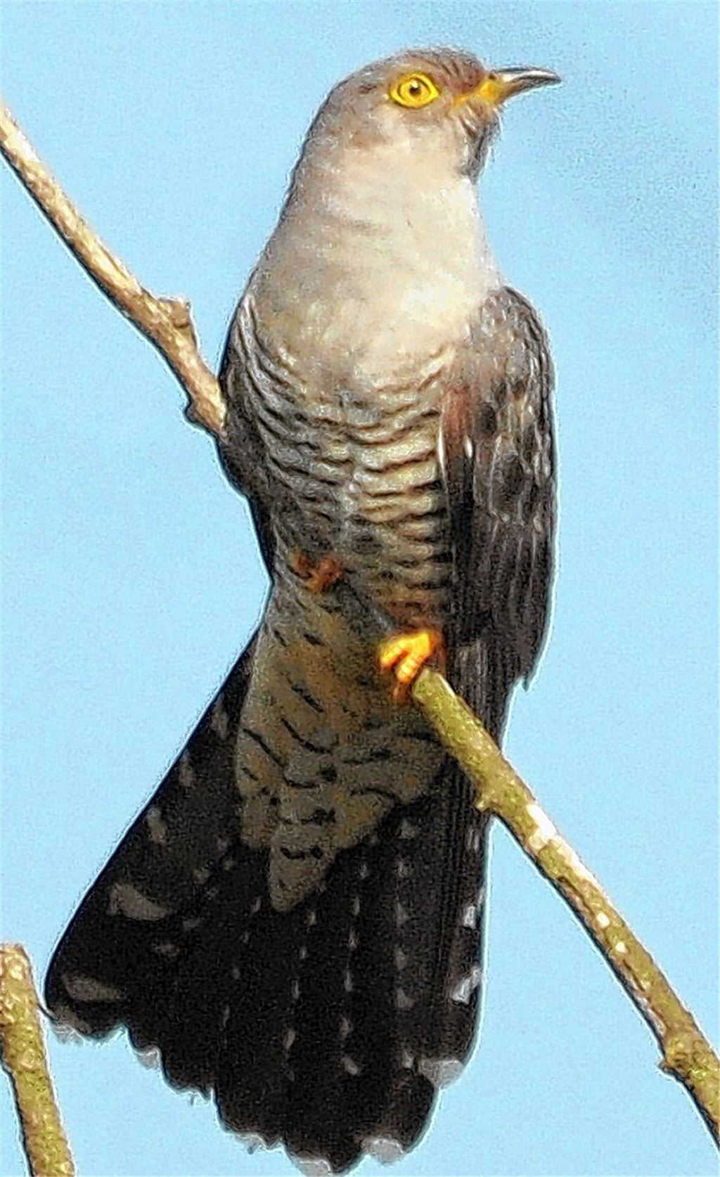 Zum Kuckuck noch mal!