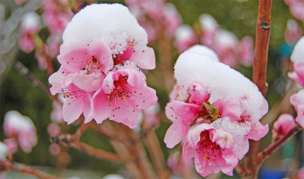 Erfahren Sie alles Wichtige über die Eisheiligen, die Bedeutung für Gärtner und die aktuellen Prognosen, wann der letzte Frost kommt.