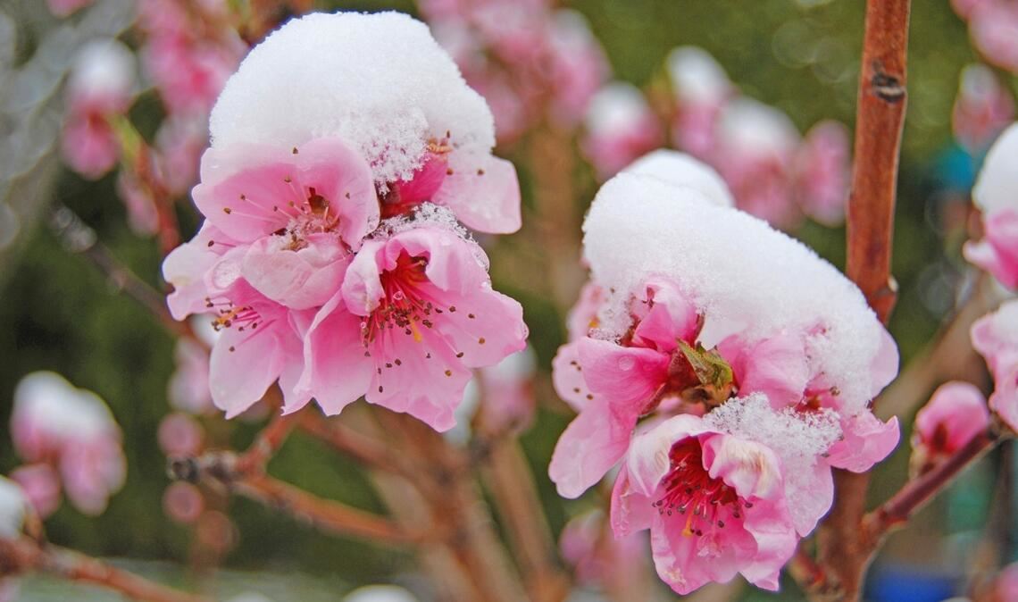 Erfahren Sie alles Wichtige über die Eisheiligen, die Bedeutung für Gärtner und die aktuellen Prognosen, wann der letzte Frost kommt.