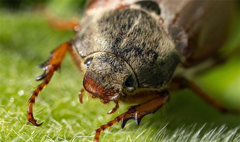 Erfahren Sie alles über den Lebenszyklus der Käfer, von der Larve bis zum kurzen Leben als erwachsenes Tier.