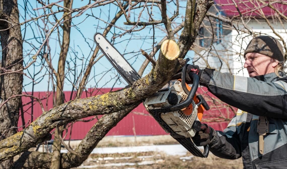 Erfahren Sie, bis wann Sie Bäume schneiden dürfen und welche gesetzlichen Vorgaben gelten. Tipps für den idealen Zeitpunkt und den richtigen Baumschnitt.