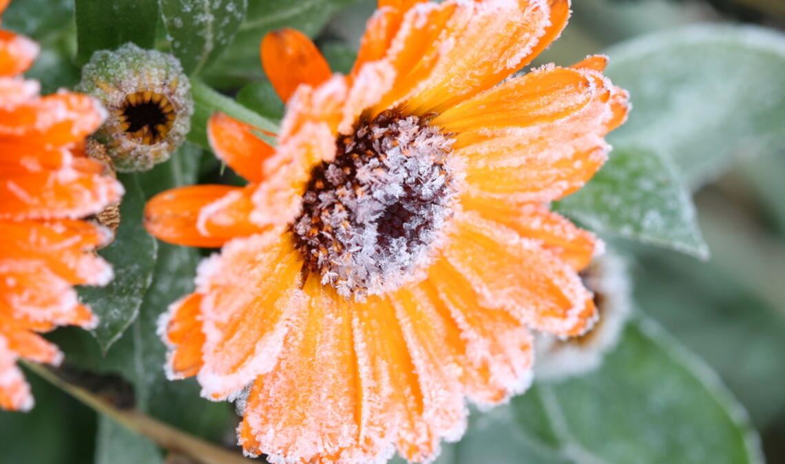 Erfahren Sie, wann 2026 die Frostgefahr endet und wann Sie empfindliche Pflanzen sicher ins Freie stellen können.