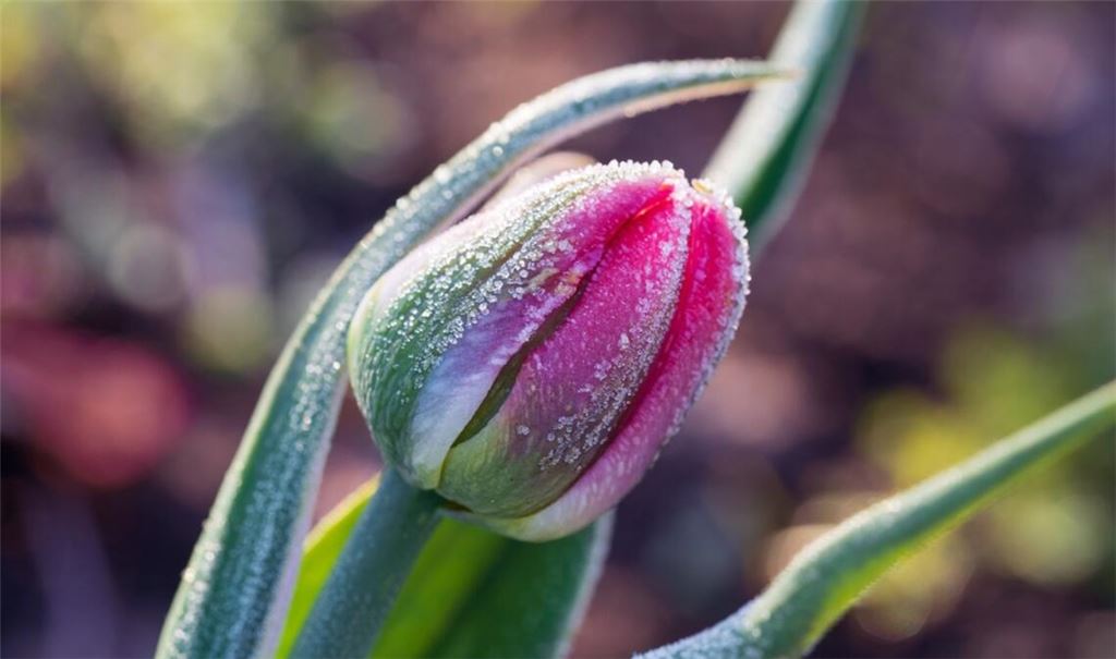 Erfahren Sie, wann 2026 die Frostgefahr endet und wann Sie empfindliche Pflanzen sicher ins Freie stellen können.