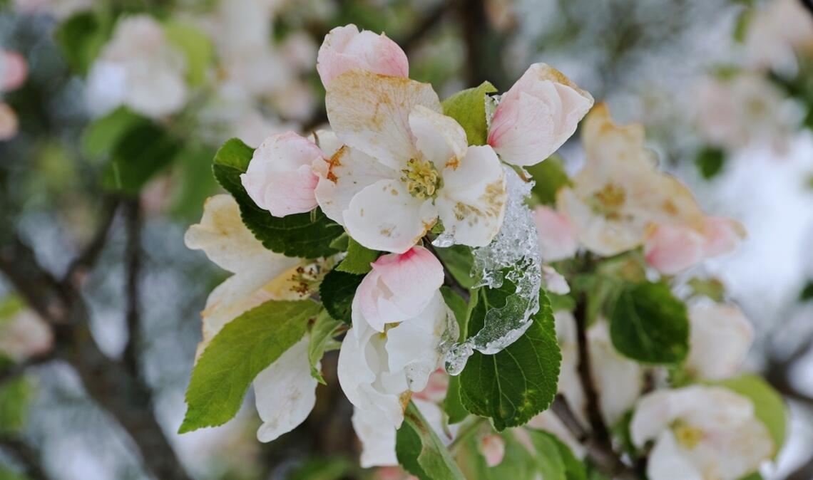 Erfahren Sie, wann die kalte Sophie das Ende der Eisheiligen einläutet. Die aktuellen Prognosen.
