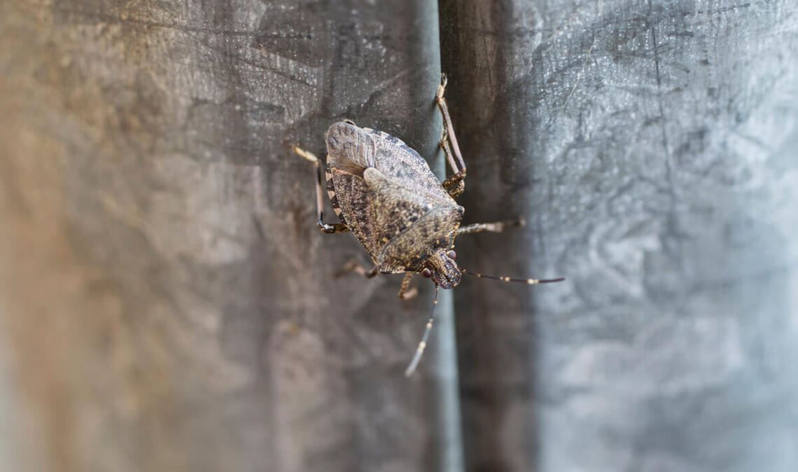 Erfahren Sie, was die Ursachen für Stinkwanzen in der Wohnung sind und wie Sie die Wanzen wieder loswerden.