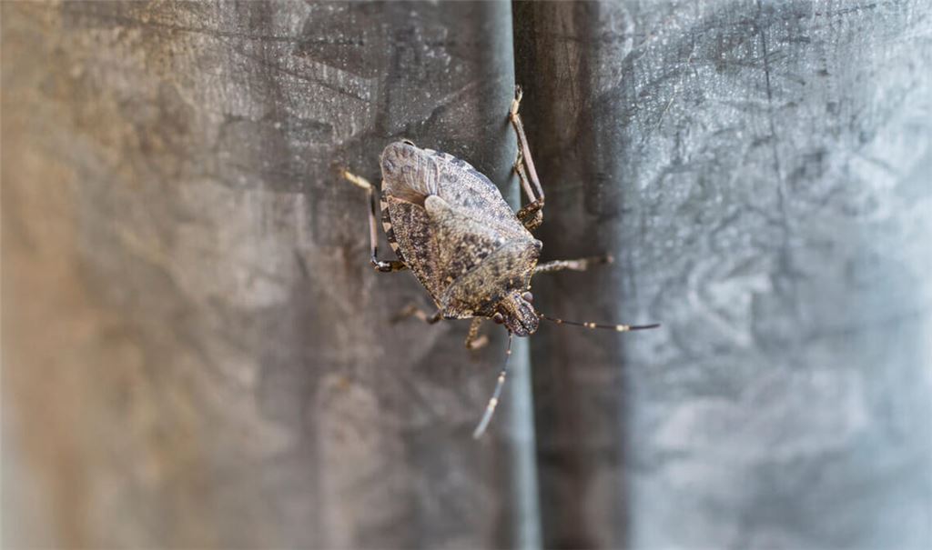 Erfahren Sie, was die Ursachen für Stinkwanzen in der Wohnung sind und wie Sie die Wanzen wieder loswerden.