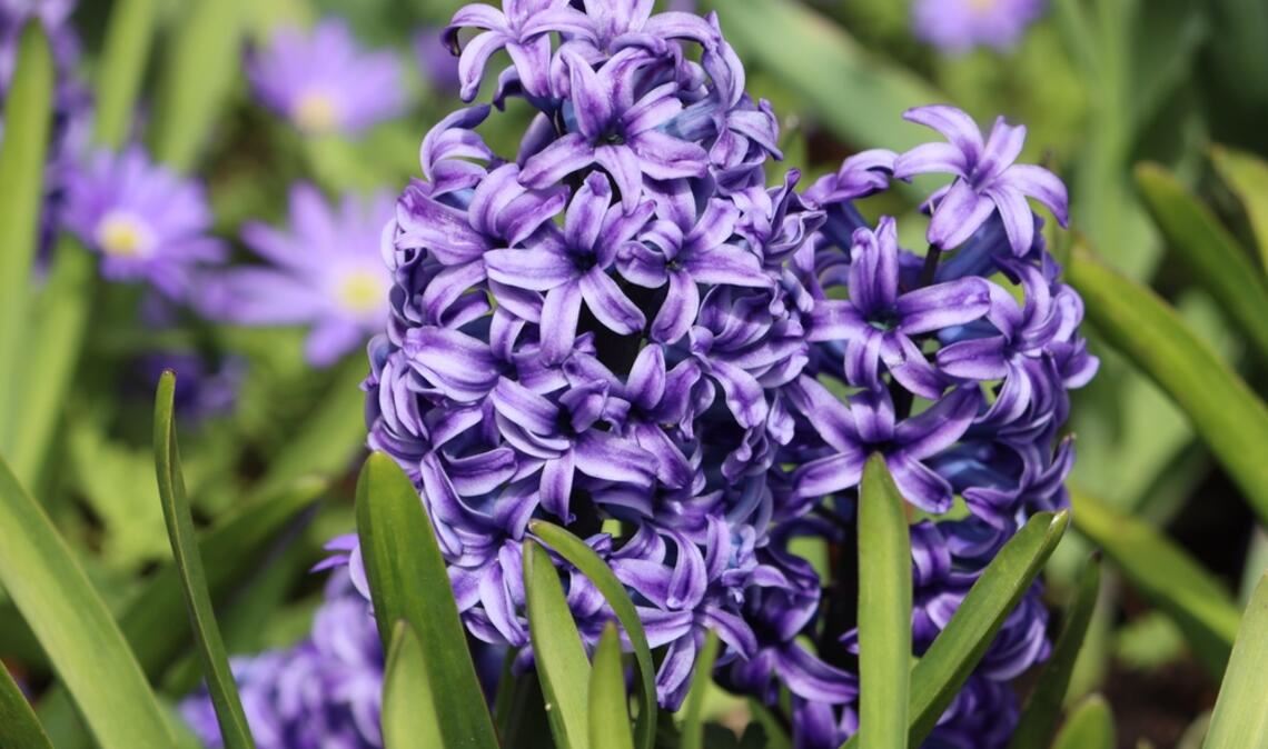 Erfahren Sie, welche Blumen man bereits im März pflanzen kann. Die schönsten Frühblüher für Balkon & Garten im Überblick.