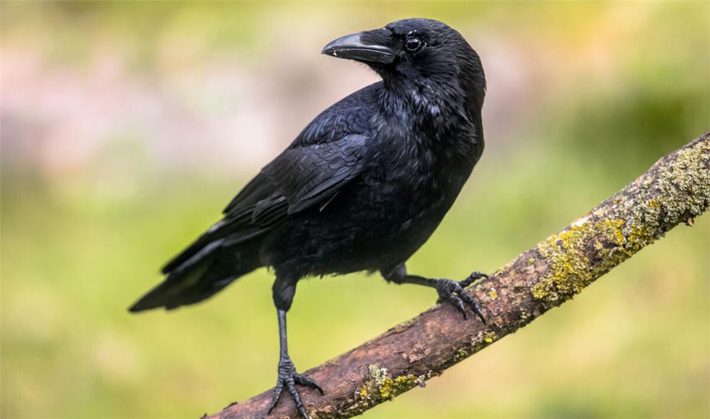 Erfahren Sie, wie Sie Krähen und Raben mit einfachen Mitteln aus Ihrem Garten oder vom Balkon vertreiben können. Von Vogelspikes bis hin zu Reflektoren und Laserpointern.