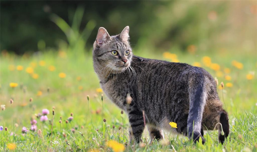 Erfahren Sie, wie man Katzen effektiv vertreiben und dauerhaft von Garten fernhalten kann. Die wirksamsten Tipps im Überblick.