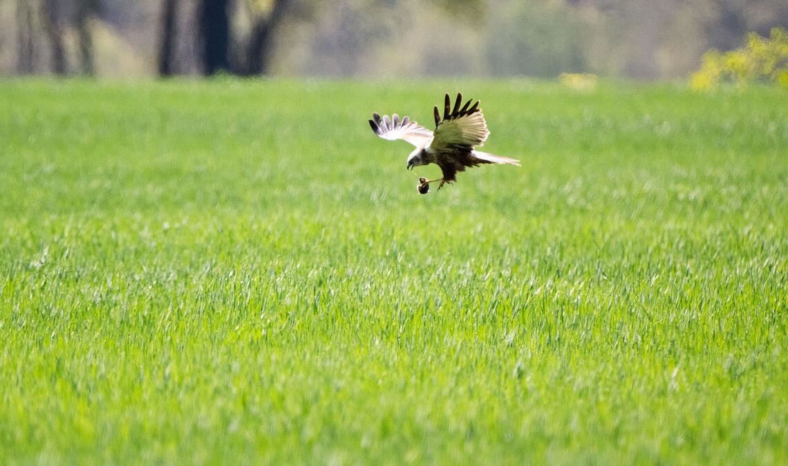 Erfolgreiche Mäusejagd