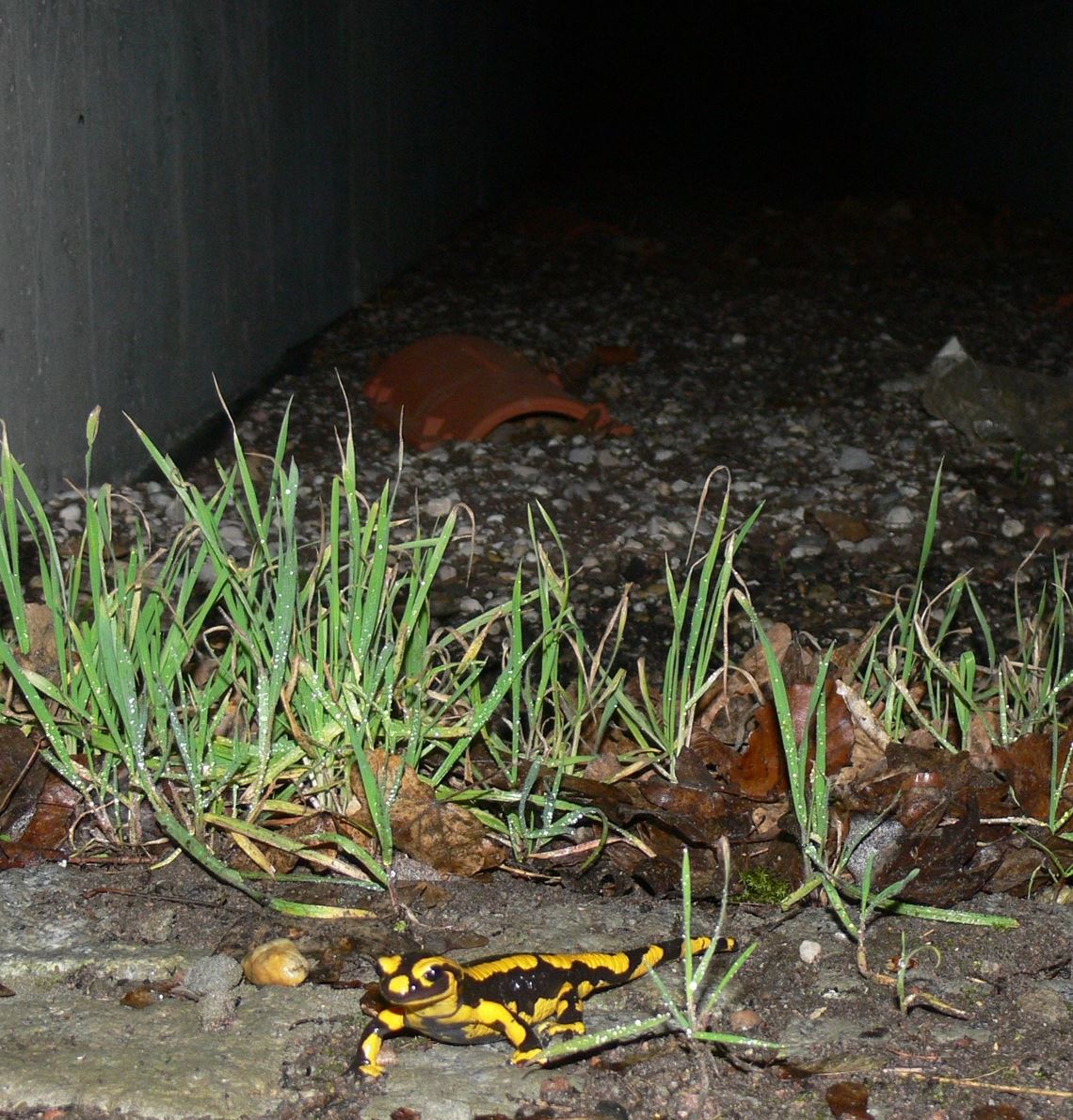 Erfreuliche Entdeckung: Amphibien wie der Feuersalamander nutzen die neu errichteten Kleintiertunnel bei Ersingen, um gefahrlos unter der verkehrsreichen Straße zu ihren Laichgewässern zu kommen.Niederstraßer