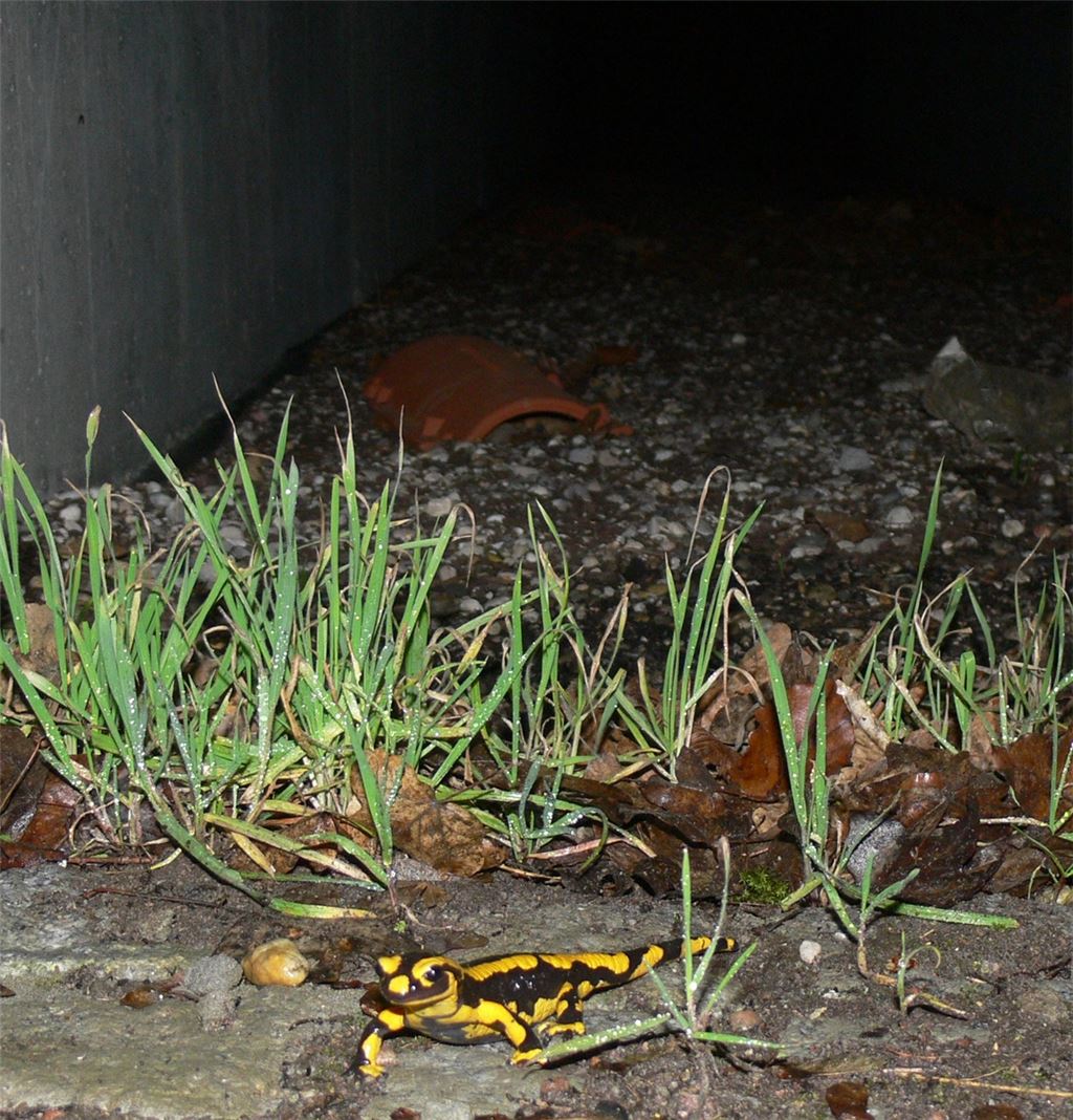 Erfreuliche Entdeckung: Amphibien wie der Feuersalamander nutzen die neu errichteten Kleintiertunnel bei Ersingen, um gefahrlos unter der verkehrsreichen Straße zu ihren Laichgewässern zu kommen.Niederstraßer
