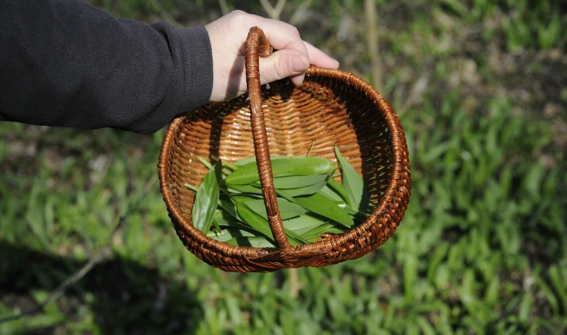 Erfreut sich wachsender Beliebtheit: der Bärlauch, der längst auch professionelle Sammler-Firmen auf den Plan ruft. Fotos: Lechner
