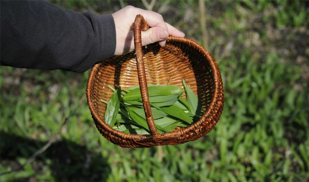 Erfreut sich wachsender Beliebtheit: der Bärlauch, der längst auch professionelle Sammler-Firmen auf den Plan ruft. Fotos: Lechner