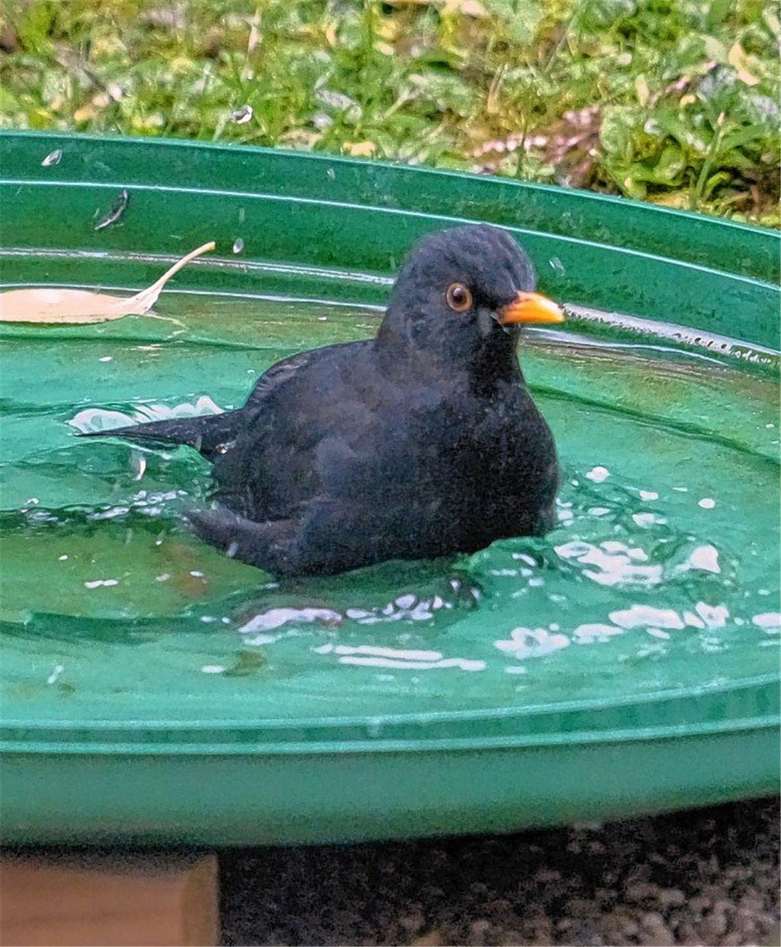 Badeplatz freut Vögel und Insekten