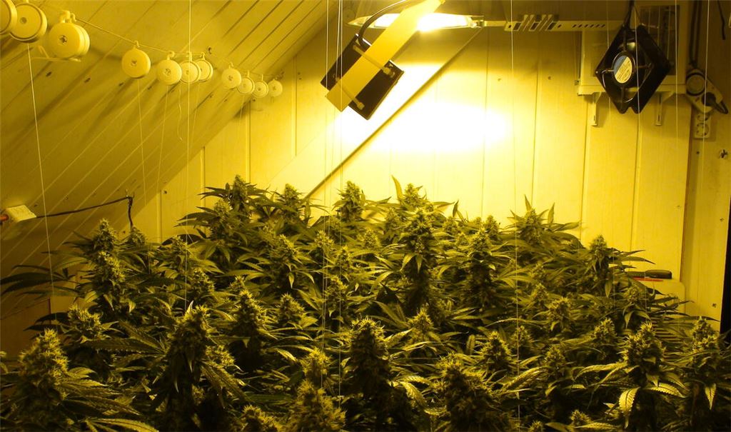 Erinnerungen: Im Oktober 2013 wird in Enzberg eine „Drogenküche“ in einem Privathaus ausgehoben – inklusive einer professionell betriebenen Cannabis-Plantage. Foto: Archiv