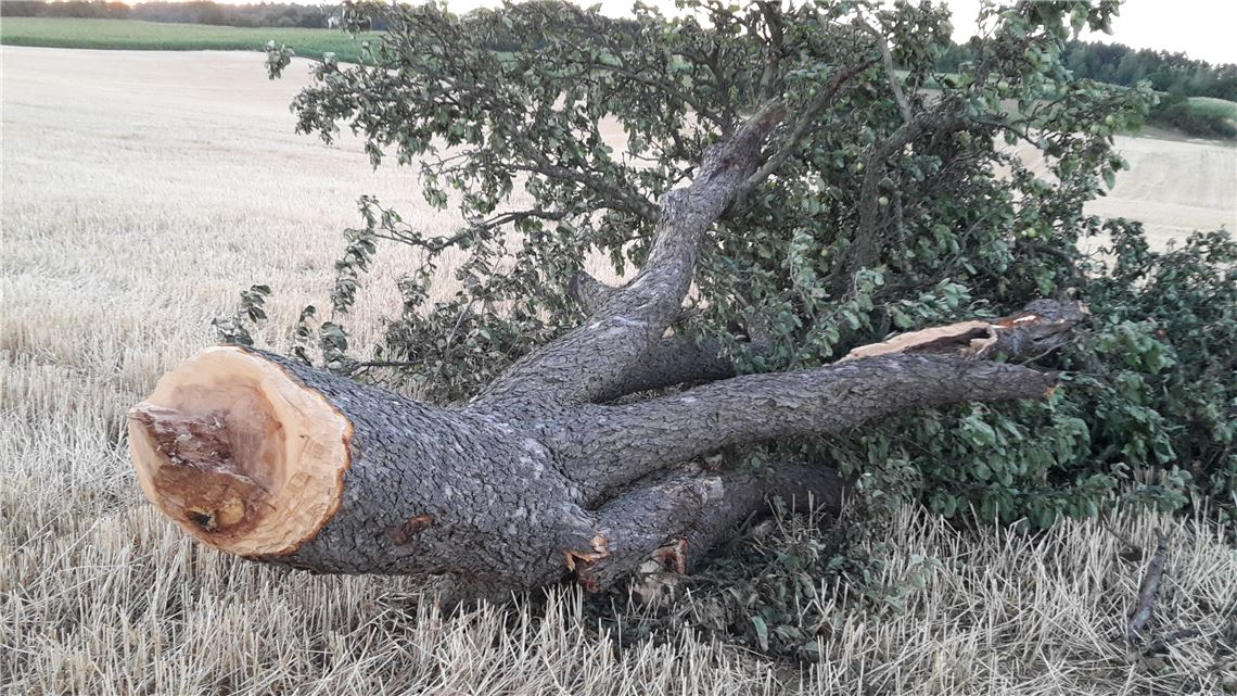 Erneut haben Unbekannte auf einem fremden Grundstück einen Obstbaum gefällt.   Foto: privat