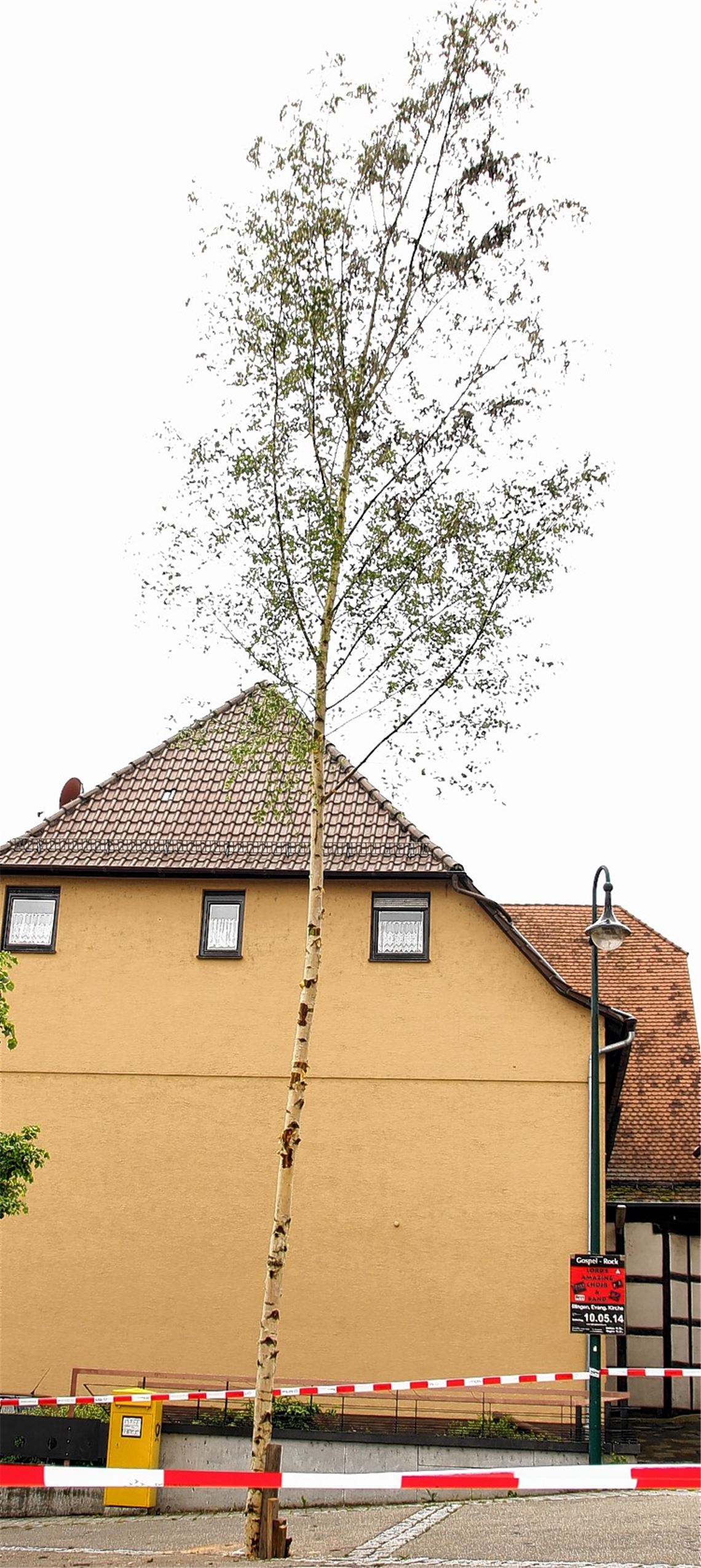 Ersatzbaum. Foto: mar