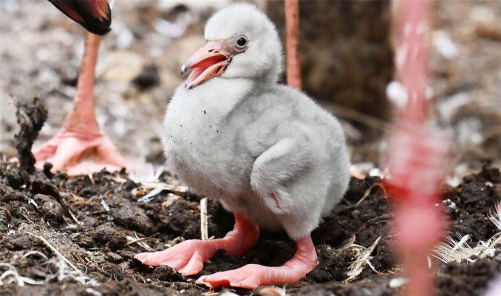 Erst mit drei Jahren entwickeln die Jungtiere ihr typisches rosa Federkleid.